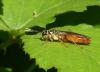 Tenthredo ferruginea